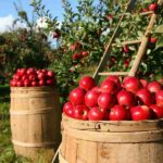 Trabajo para cosechar manzanas